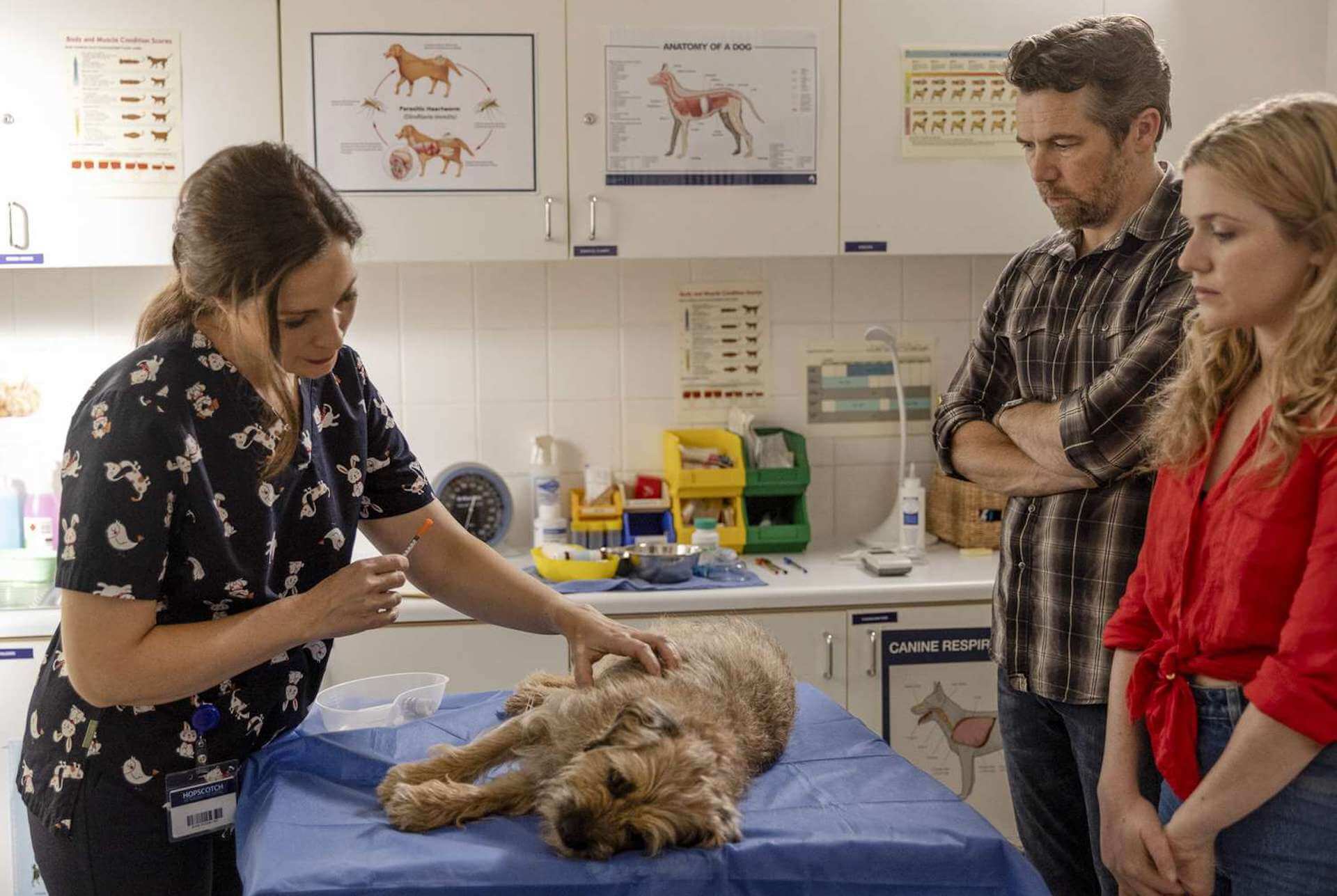 Patrick Brammall and Harriet Dyer at the vet with a dog in 'Colin From Accounts'